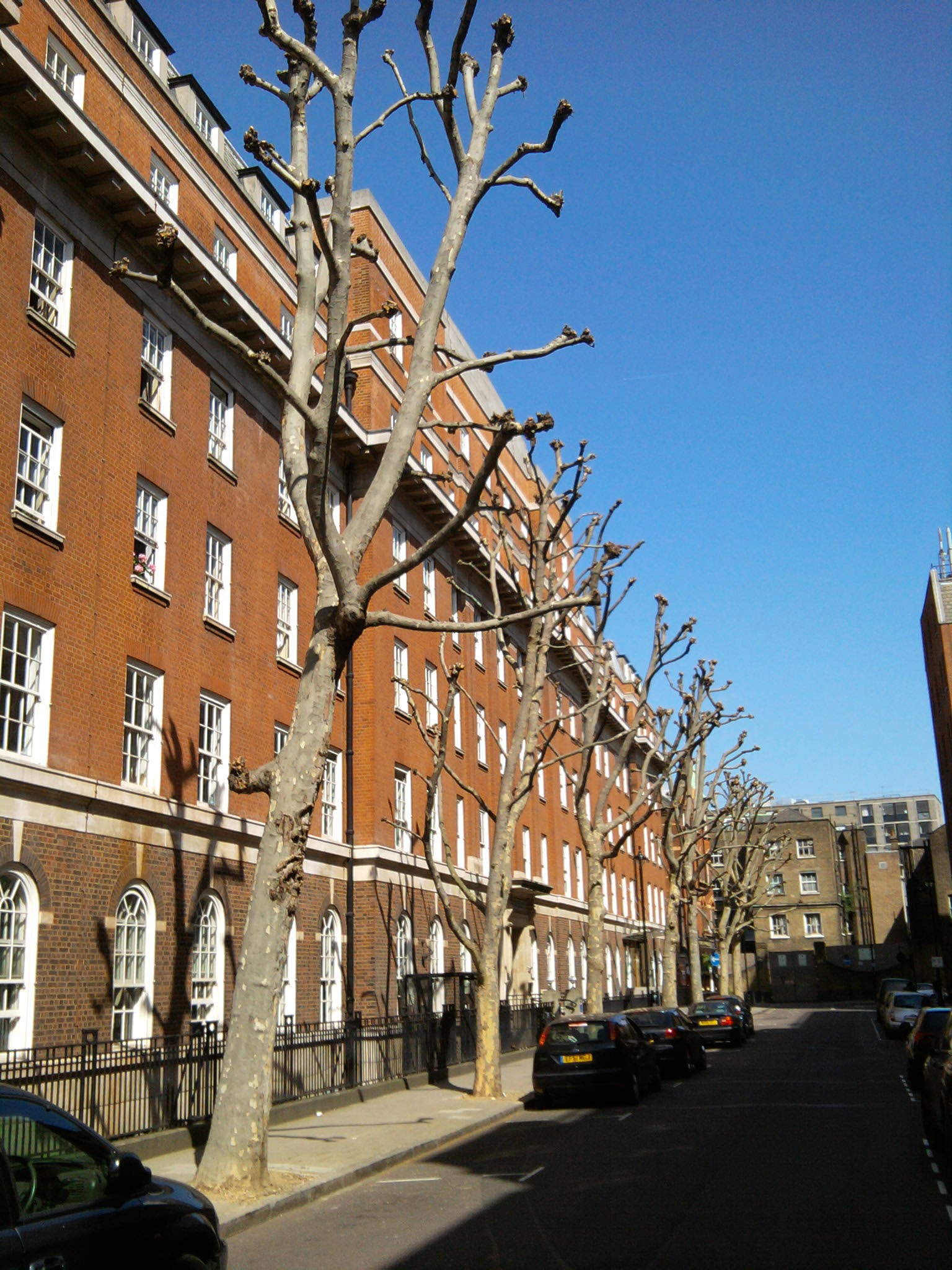 London Plane trees in Foley Street were pollarded during early April cutting off all the leaf growth