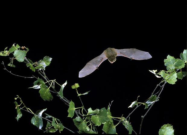 Bat flying at night.